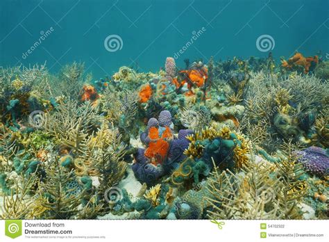 Underwater On A Seabed With Colorful Marine Life Stock