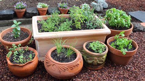 How To Plant A Culinary Herb Garden Diy Kitchen Garden