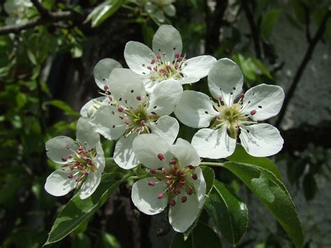 Filepear Blossoms