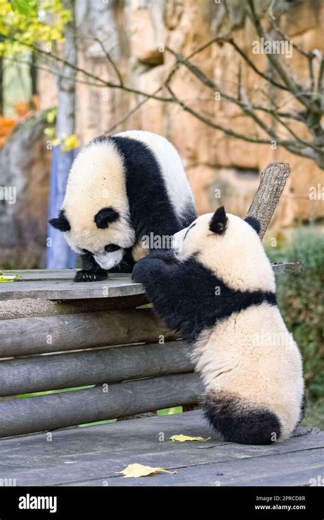 Giant Pandas Playing Together Outdoors Stock Photo Alamy