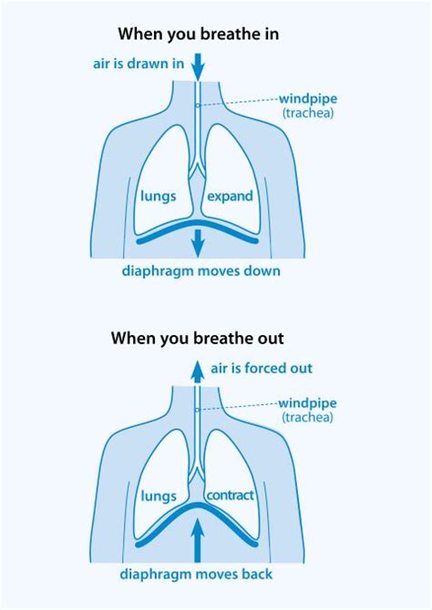 How can I manage my breathlessness? - British Lung Foundation | Lunges