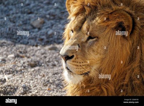 Lion Stock Image Wildlife Jungle Animal Lion Stock Photograph King Of