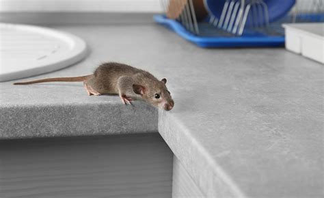 No, you cannot get lice from mice. How to Get Rid of Mice - The Home Depot