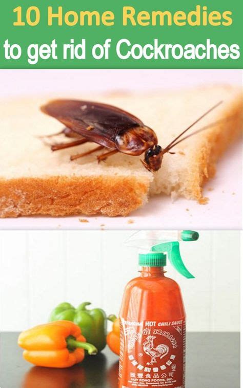 10 Handy Home Remedies To Deal With Cockroaches Remedies Home Remedies