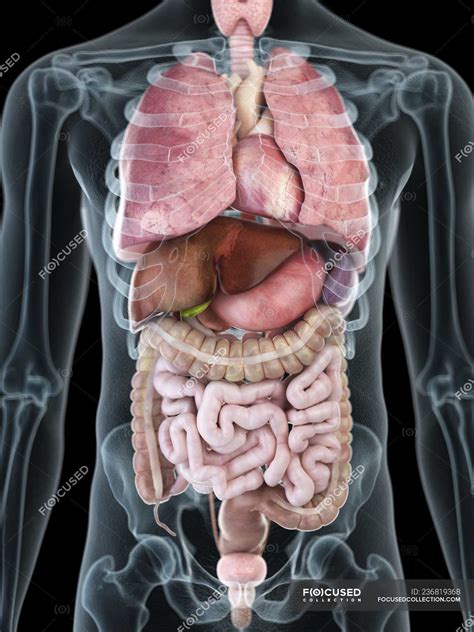 The internal organs in a semi transparent male body. Illustration of internal organs in transparent male silhouette. — biology, medicine - Stock ...