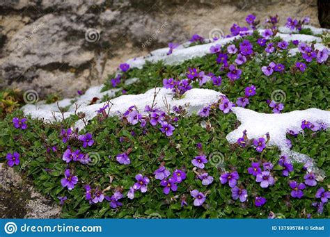 Blue Flowers In Winter With Snow Rests Stock Photo Image Of Gardenpopular Cruciferous 137595784