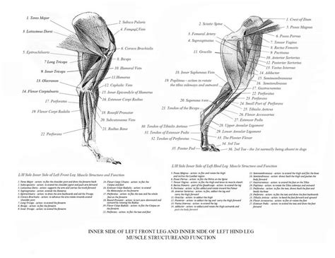 Human leg muscles diagram leg muscle chart gosutalentrankco. Greyhound Anatomy Diagram - The Inner Side of the Front ...