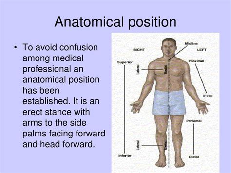 Ppt Chapter 1 Introduction To Anatomy Powerpoint Presentation Free