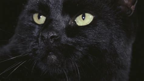 That cat is a horror icon in his own right, but the new version gives church even more room to shine. 31 Days of Horror: Day 11- The Black Cat (1981) | We The Nerdy
