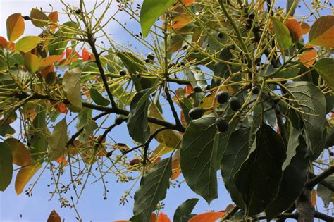 Beta Avocado tree growing is Homestead FLorida