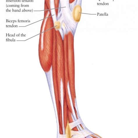 Quad leg muscles anatomy labeled diagram, vector illustration fitness poster. Human Anatomy Body - Page 160 of 160 - Human Anatomy for Muscle, Reproductive, and Skeleton