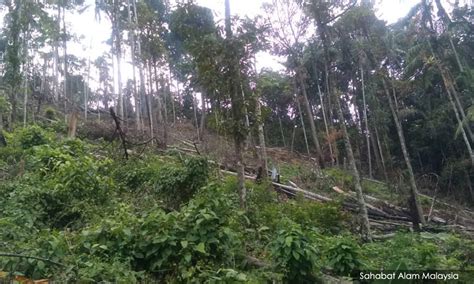 Jabatan perhutanan negeri pahang tingkat 5, kompleks tun razak bandar indera mahkota 25990 kuantan, pahang. Perhutanan Perak gagalkan cubaan ceroboh hutan di sempadan ...