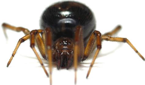 De acordo com os números conhecidos atualmente, há 31 aranhas dentro da categoria no mundo. Falsa-viúva-negra devora e mumifica lagarto nativo da Irlanda