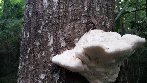 Tree Fungus Mushroom Hunting And Identification