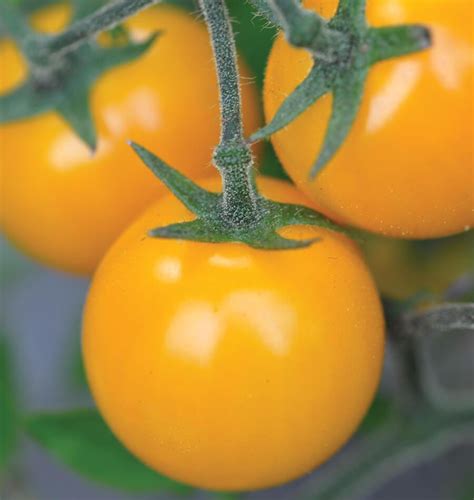 Gold Nugget Cherry Tomato Seeds West Coast Seeds