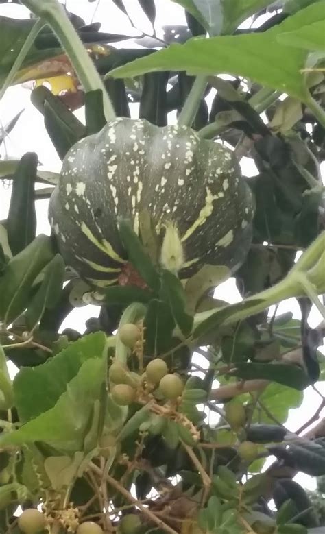Berbau busuk (bunga pakma, bunga. Warisan Petani: Pokok Longan Labu.