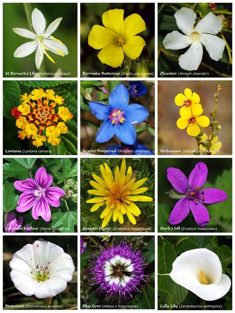 Floral Poster The Biological Function Of Flower Found In Flowering