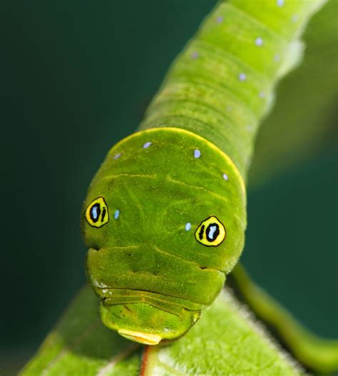 All Of Nature Tiger Swallowtail Butterfly Caterpillar
