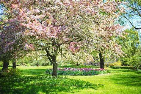 Spring Pink Flowers Pink Tree Nature Blossoms Blossoming Flowers