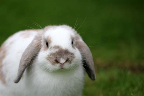 Lapin Bélier Races Caractère Durée De Vie Tout Connaître Sur Lui