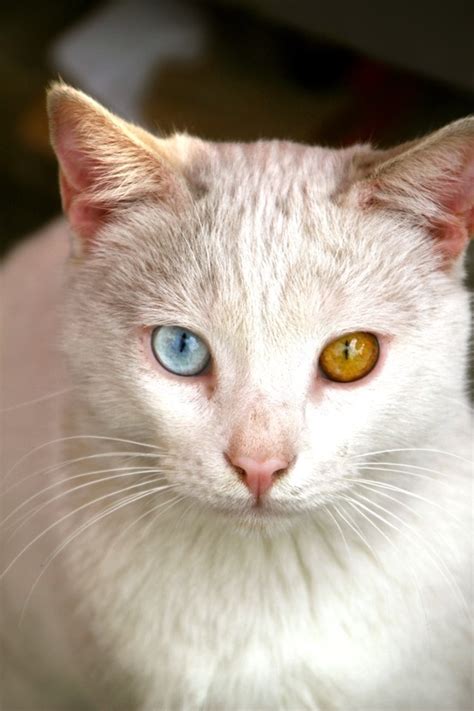 98 Best Cats Blue And Amber Eyes Images On Pinterest