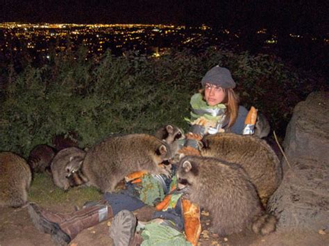 But the raccoon does have some natural enemies. How to make your own feral raccoon suit