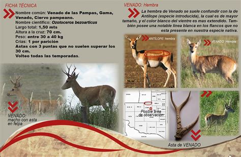 Venados De La Pampa Recursos Naturales