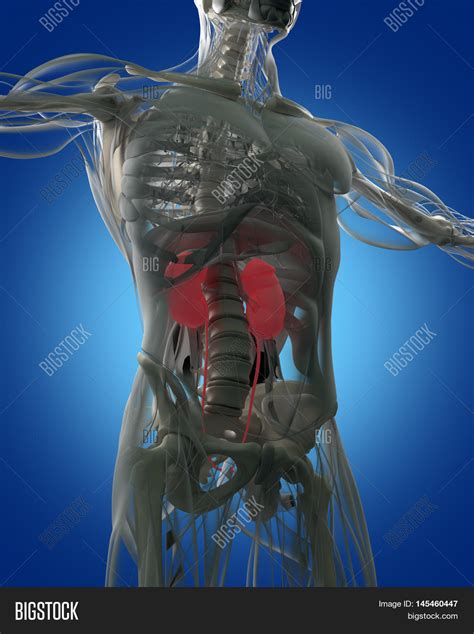 Kidneys Human Anatomy Image And Photo Free Trial Bigstock