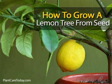 Growing A Lemon Tree From Seed