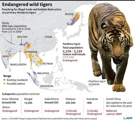 Tigers Dwindling Just Six Sub Species Remain Says Study Tiger