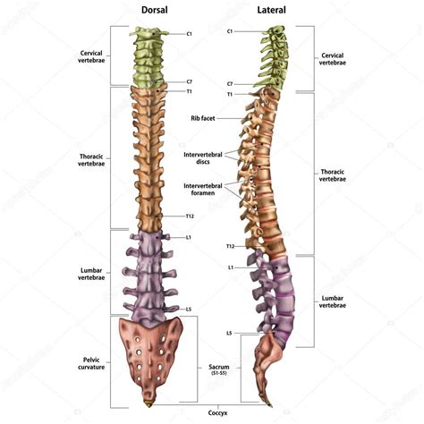 Ilustración de la columna vertebral humana con el nombre y descripción