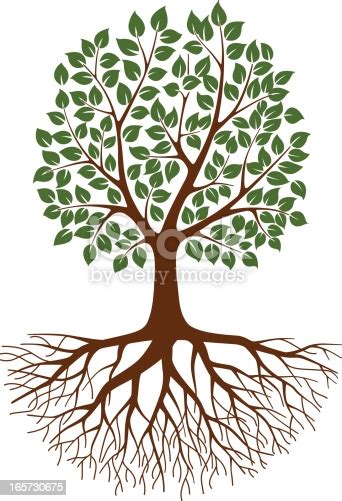 You never know what you'll find! Green Tree With Roots stock vector art 165730675 | iStock