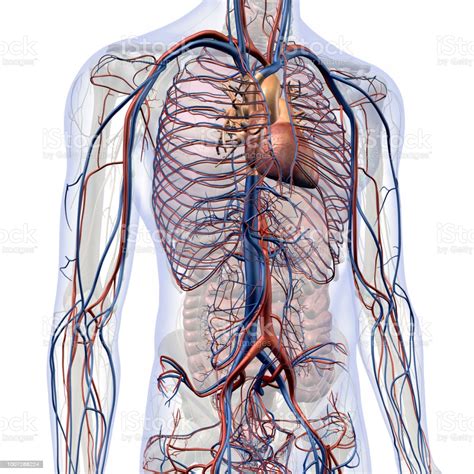Yale radiology and biomedical imaging. Circulatory System Internal Anatomy In Male Chest And ...