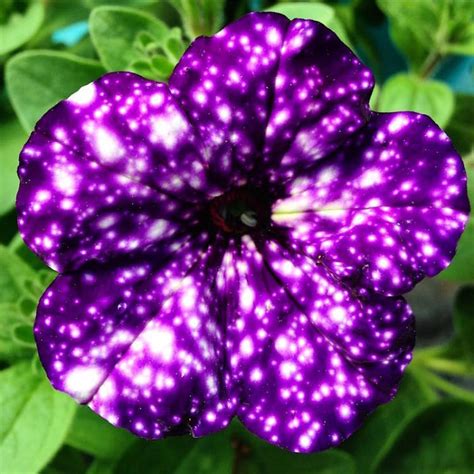 We did not find results for: These Galaxy Flowers Look Like A Starry Night Sky!