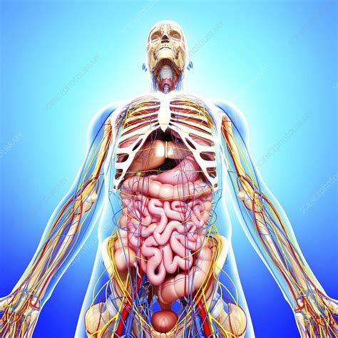 Male Anatomy Artwork Stock Image F005 9826 Science Photo Library