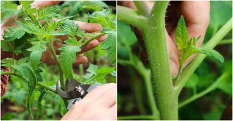 Top 9 Should You Prune Tomato Plants