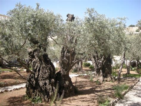 Visit The Garden Of Gethsemane Holy Land Tour Tour Of The Holy Land