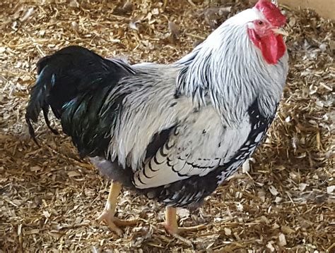 Silver Laced Wyandotte Chicken Exhibition Type Chickens For Backyards