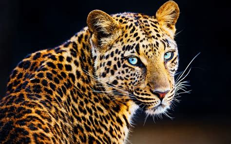 Download Wallpapers Leopard 4k Close Up Wildlife Predators Mammals