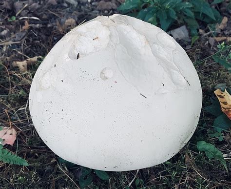 That Huge White Puffball In Maine Backyards Is Totally Edible