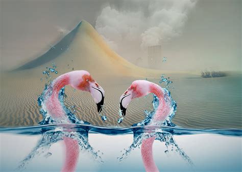Wallpaper Humor Reflection Blue Art Wave Flamingo Wing Water