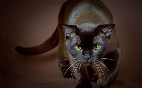 Strong Burmese Cat Wallpapers And Images Wallpapers Pictures Photos