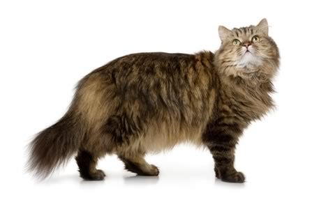 For more information on the history, personality and looks of the norwegian forest cat, or to find breeders, visit the websites of the cat fanciers association, cats center stage, the fanciers breeder referral list, and. Norwegian Forest Cat Breed Information, Pictures ...