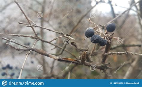 Closeup View Of Black Mountain Ash Berries Stock Photo Image Of