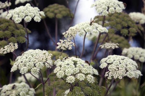 Angelica Flowers An In Depth Look At Their Meaning Symbolism And