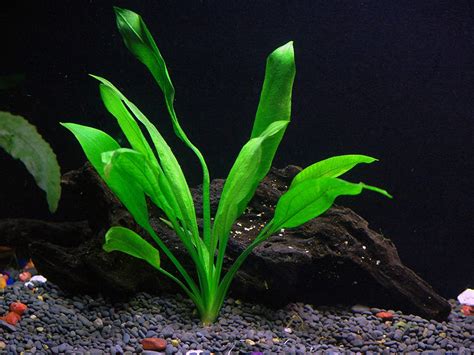 15 Aquarium Plants That Beautify Your Fish Tank