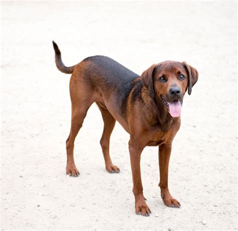 Redbone Coonhound Dog Breed Info And Characteristics