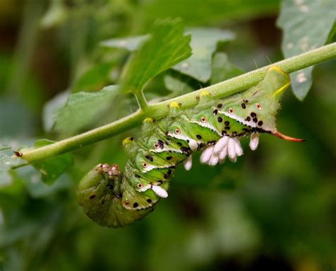The female wasp uses her ovipositor to lay eggs just under the skin of an unlucky hornworm. Inside My Secret Garden...Day-to-Day Living at Cairnwood ...