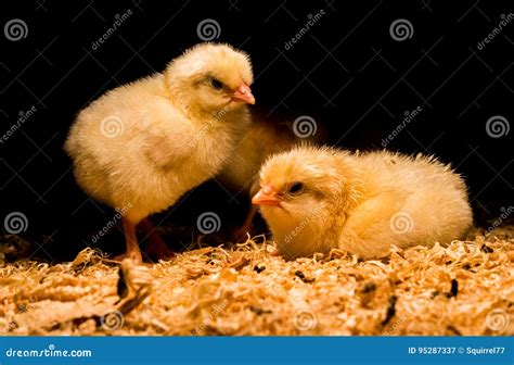 Newborn Baby Chickens Under Heat Lamp Stock Image Image Of Chicken