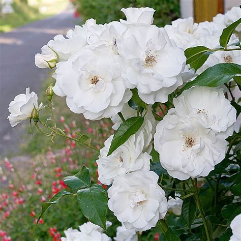 Fragrant Shrubs White Flower Farm Hybrid Tea Roses White Flower